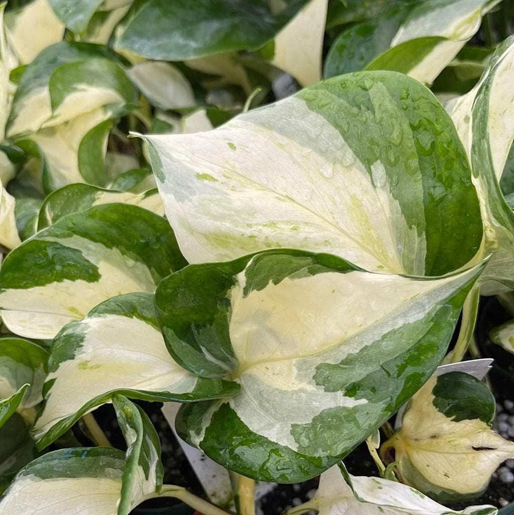 Pothos Live Plant