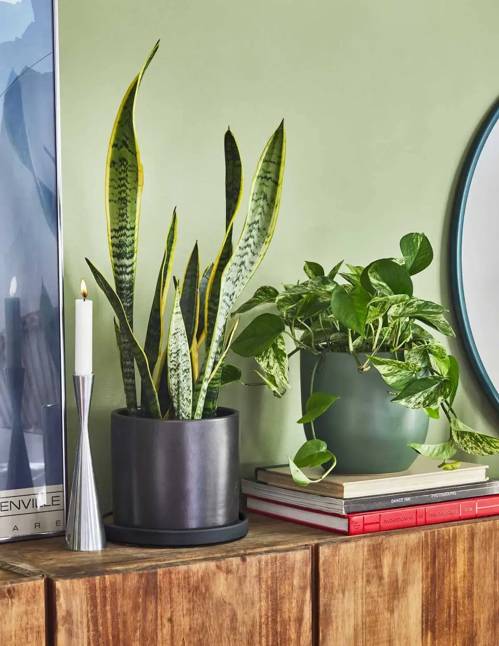 Pothos Marble Queen Live Plant with Heart-Shaped Variegated Leaves and Size-Selectable Planter