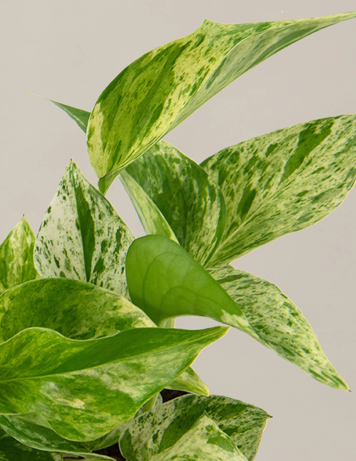 Pothos Marble Queen Live Plant with Heart-Shaped Variegated Leaves and Size-Selectable Planter