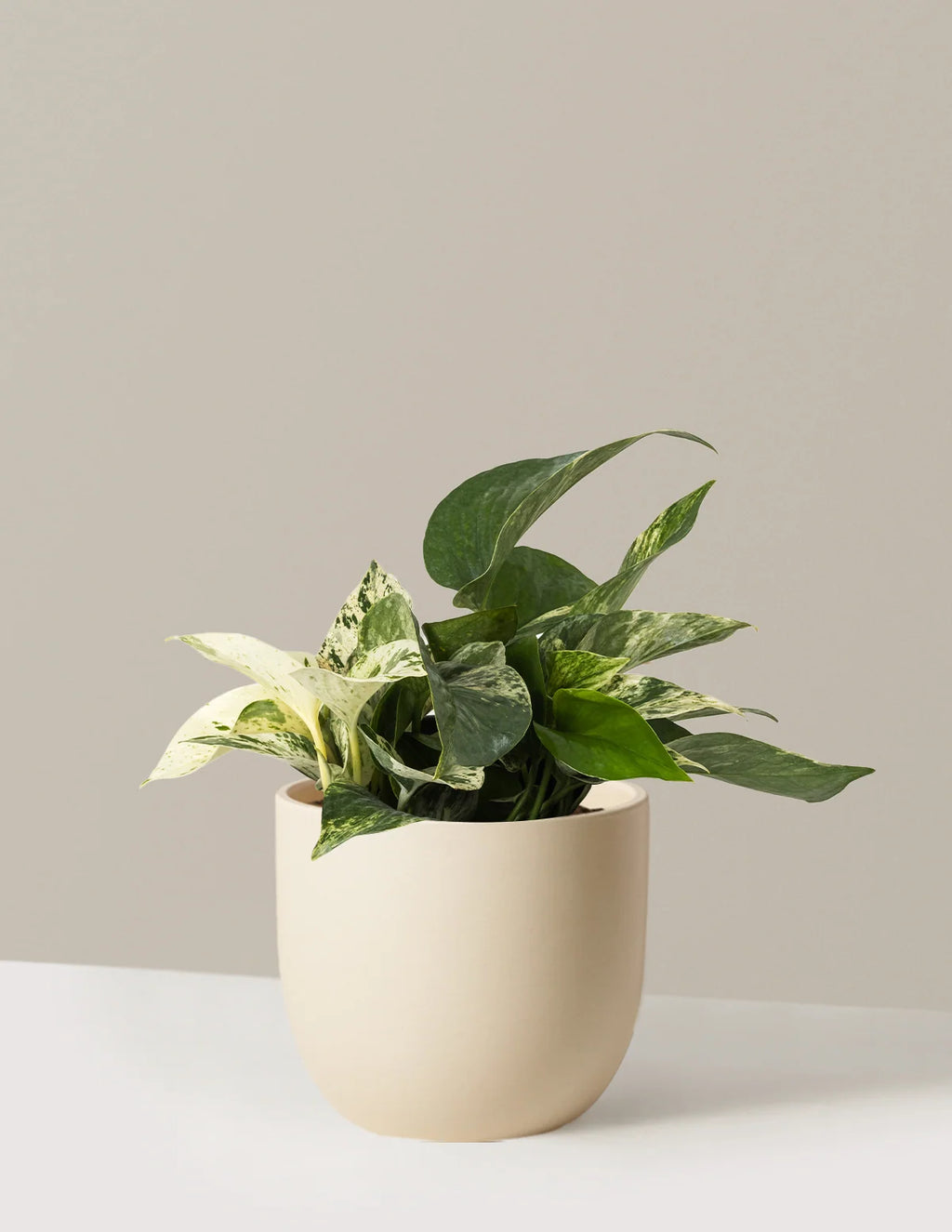 Pothos Marble Queen Live Plant with Heart-Shaped Variegated Leaves and Size-Selectable Planter
