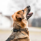 Prong Training Collar for Dogs with Stainless Steel Black Finish and ClicLock Closure in Multiple Gauges