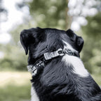Prong Training Collar for Dogs with Stainless Steel Black Finish, Assembly Chain, Swivel and ClicLock