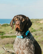 Quick Release Dog Collar with Waterproof Material and a Two-Tone Design for Everyday Walks and Hikes