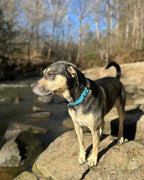 Quick Release Dog Collar with Waterproof Material and a Two-Tone Design for Everyday Walks and Hikes