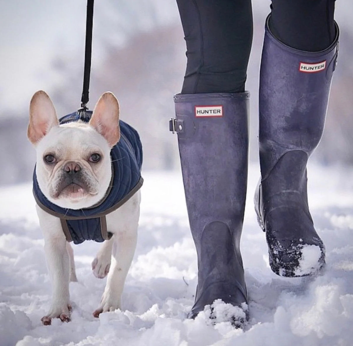 Quilted Dog Vest