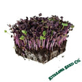 Radish Microgreen Seeds - Organic Sango Purple