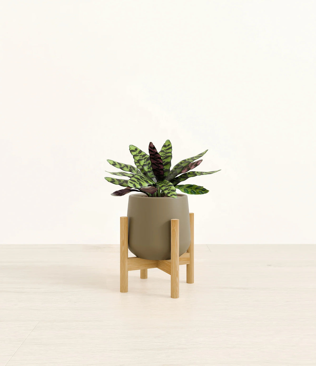 Rattlesnake Calathea Indoor Plant