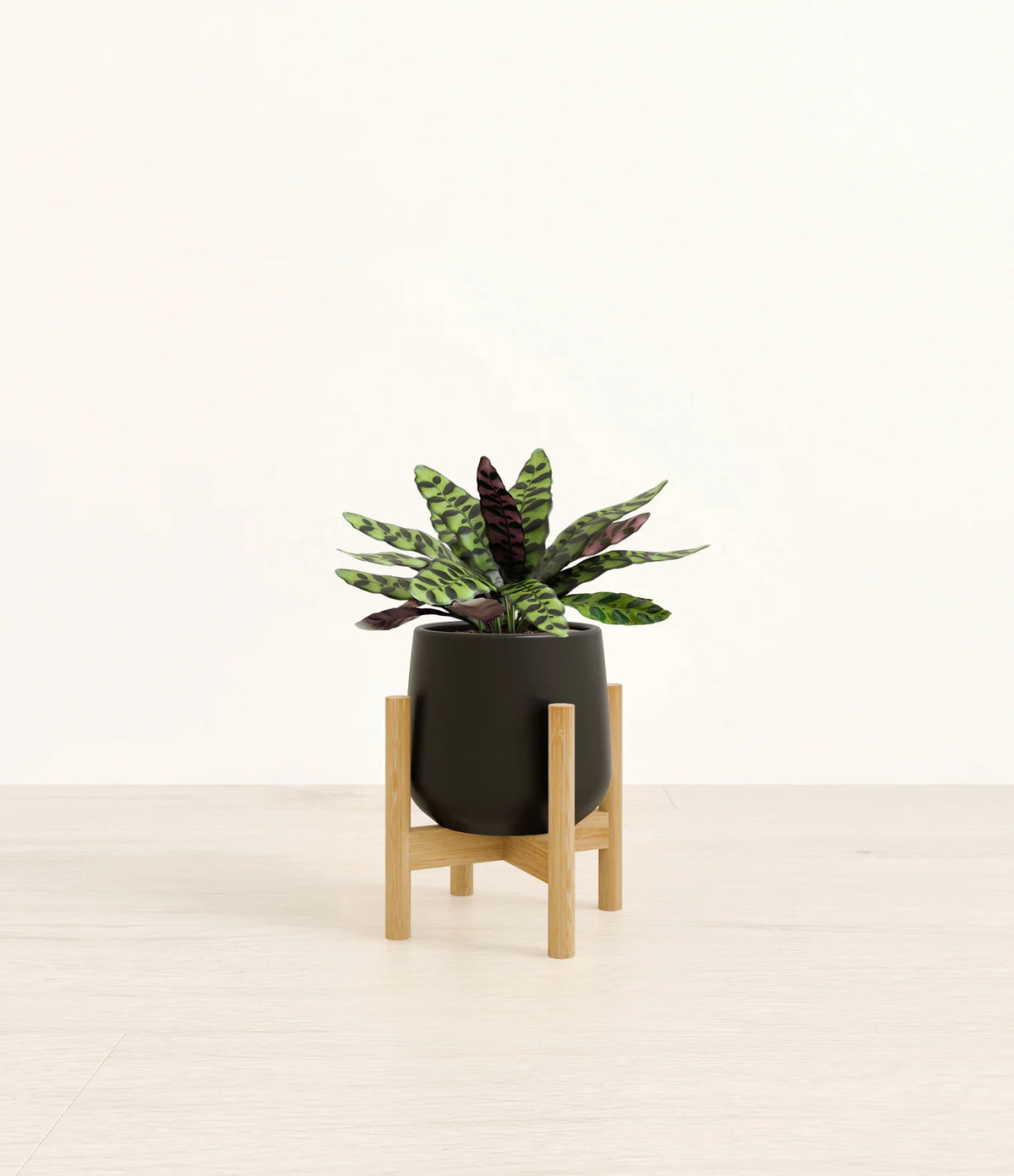 Rattlesnake Calathea Indoor Plant