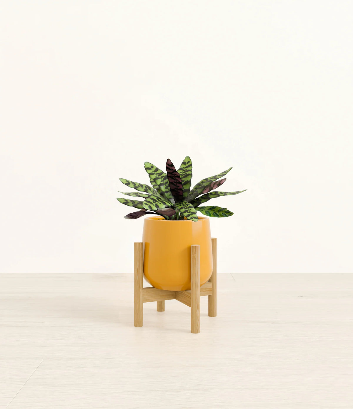 Rattlesnake Calathea Indoor Plant