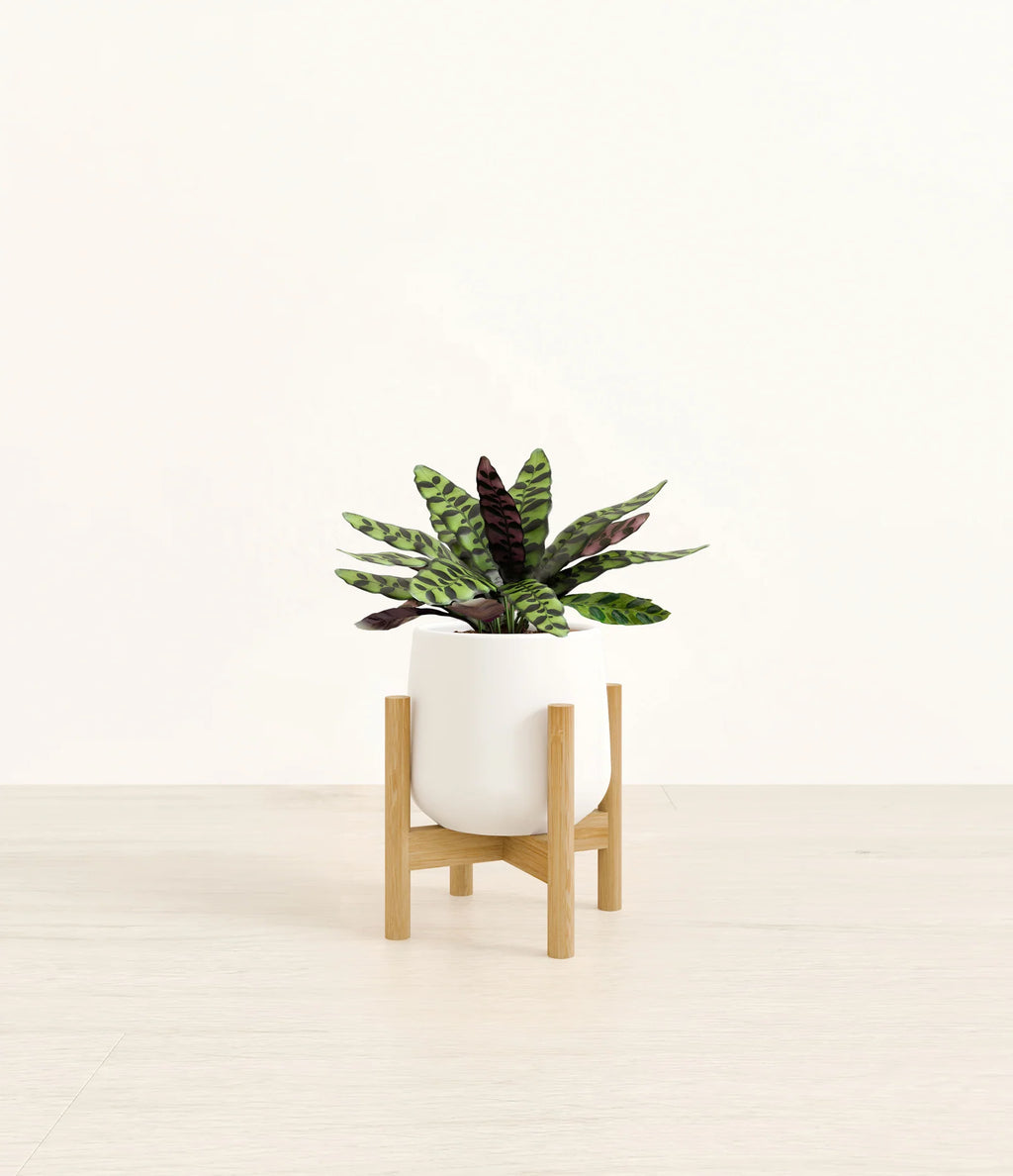 Rattlesnake Calathea Indoor Plant