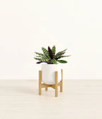 Rattlesnake Calathea Indoor Plant