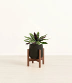 Rattlesnake Calathea Indoor Plant