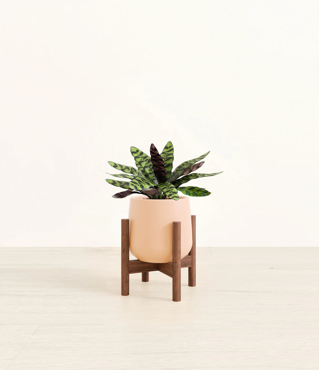 Rattlesnake Calathea Indoor Plant