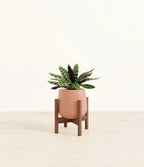Rattlesnake Calathea Indoor Plant