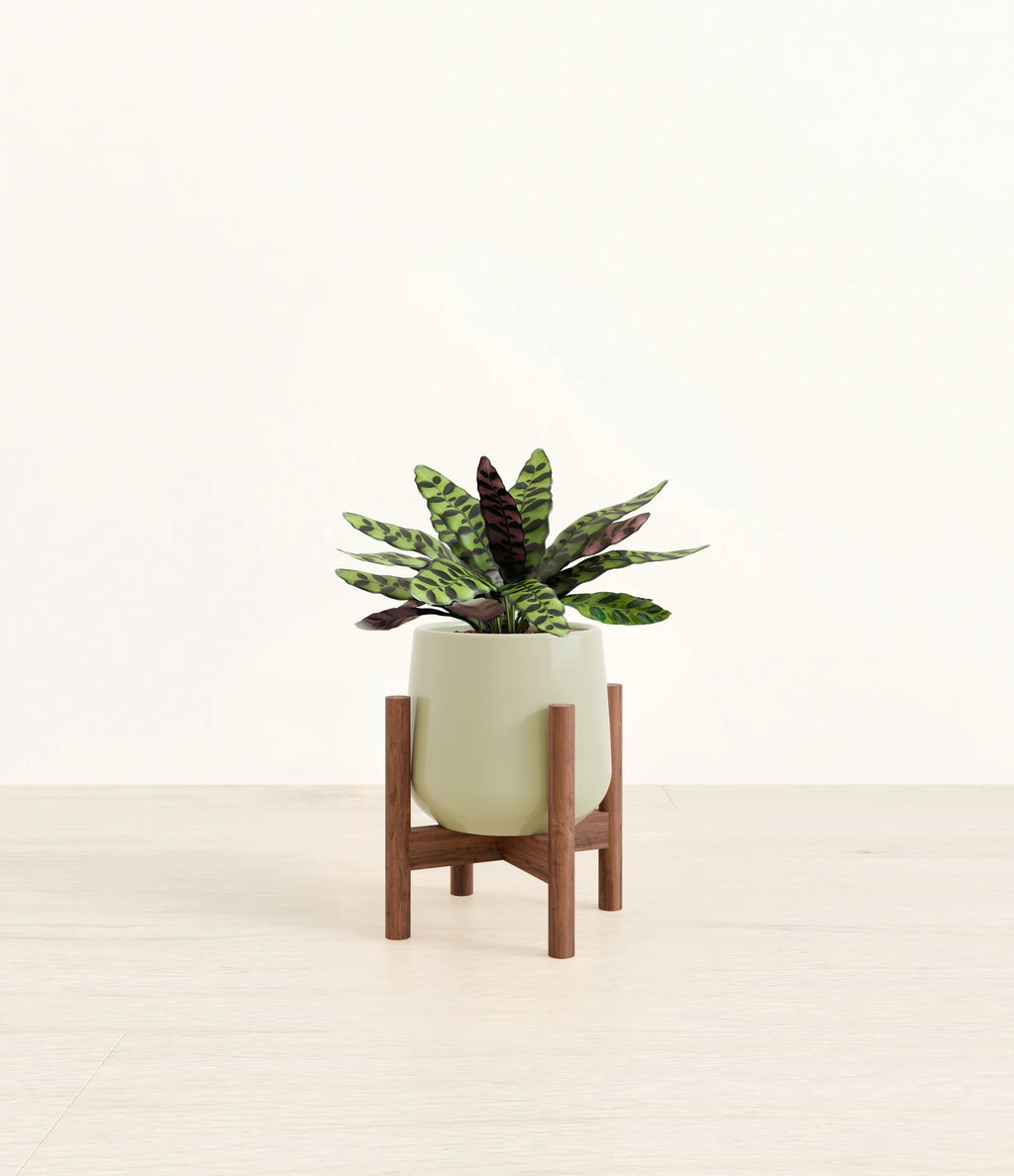 Rattlesnake Calathea Indoor Plant