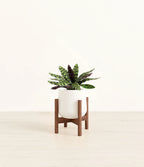 Rattlesnake Calathea Indoor Plant