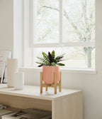 Rattlesnake Calathea Indoor Plant