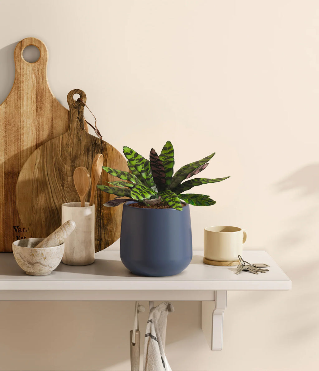 Rattlesnake Calathea Indoor Plant