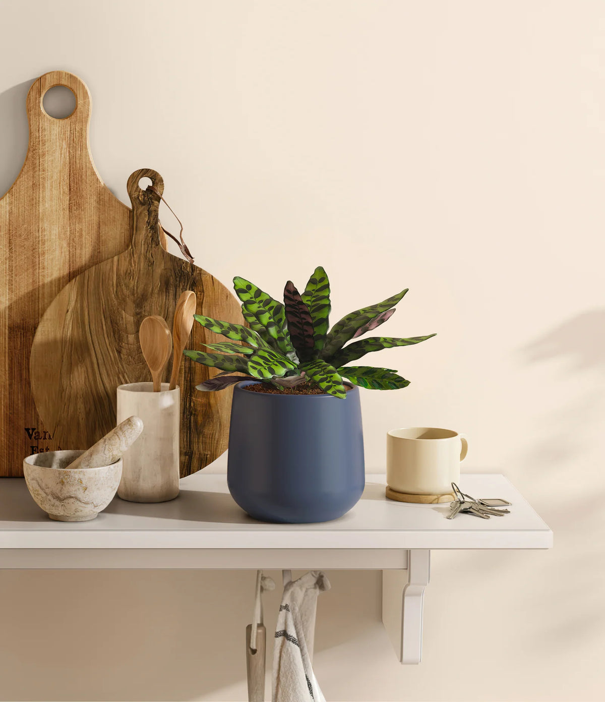 Rattlesnake Calathea Indoor Plant