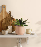 Rattlesnake Calathea Indoor Plant
