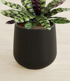 Rattlesnake Calathea Indoor Plant