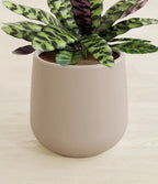 Rattlesnake Calathea Indoor Plant