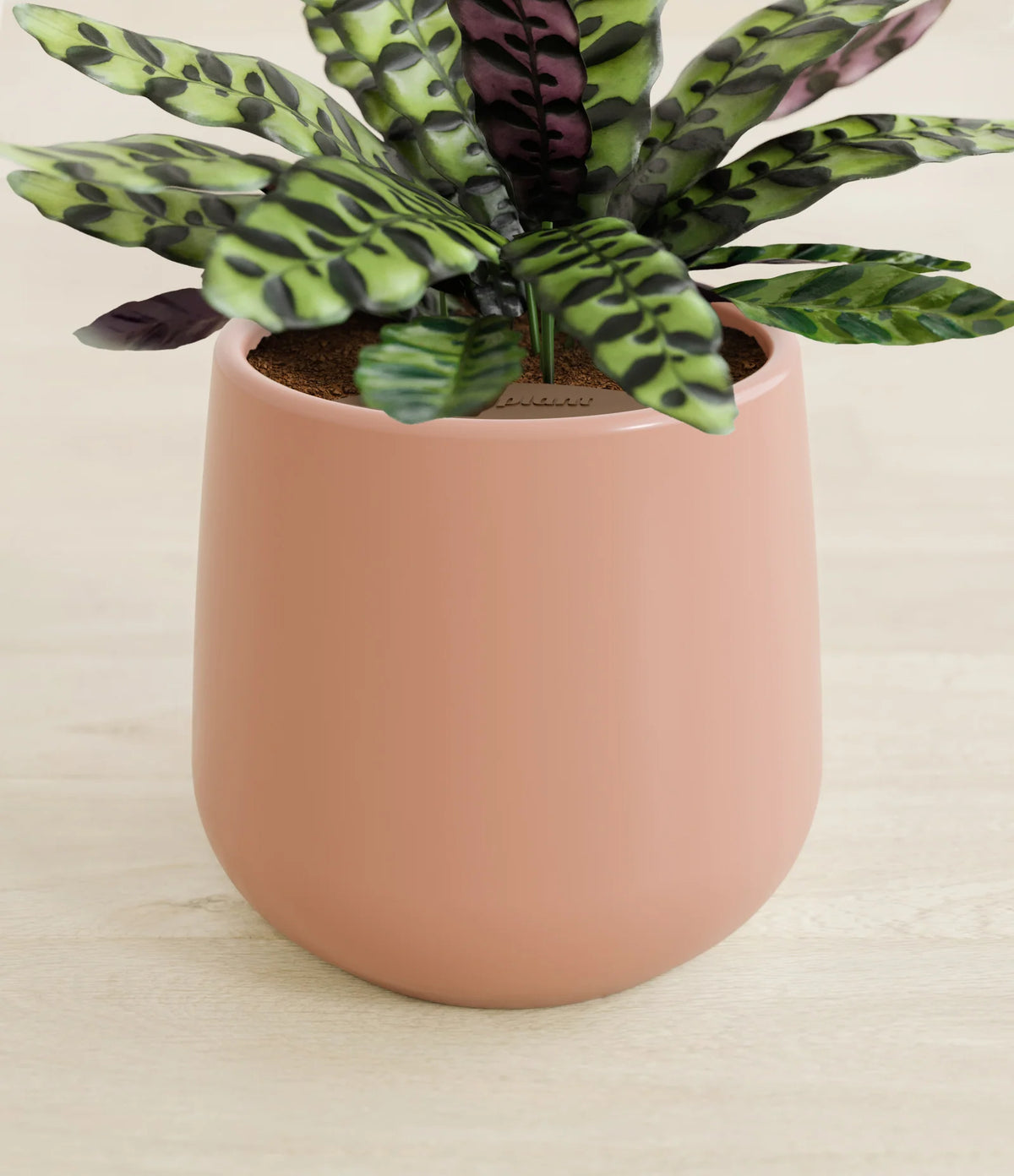 Rattlesnake Calathea Indoor Plant