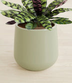 Rattlesnake Calathea Indoor Plant