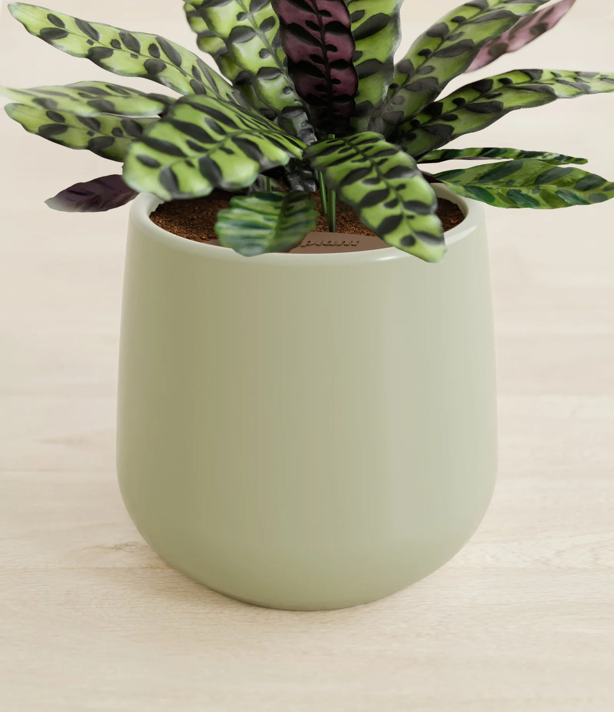Rattlesnake Calathea Indoor Plant