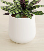 Rattlesnake Calathea Indoor Plant