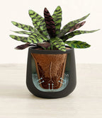 Rattlesnake Calathea Indoor Plant