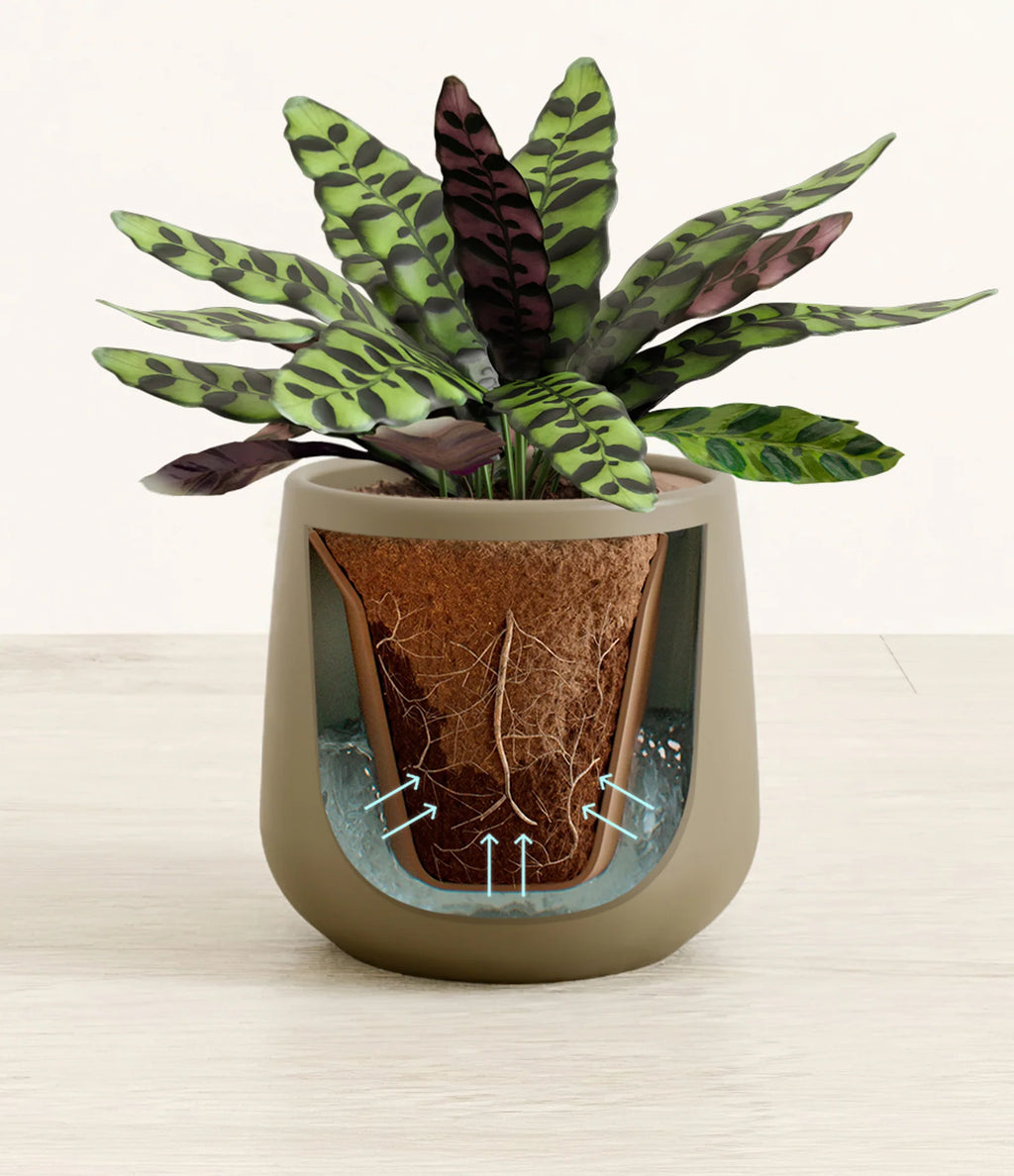 Rattlesnake Calathea Indoor Plant