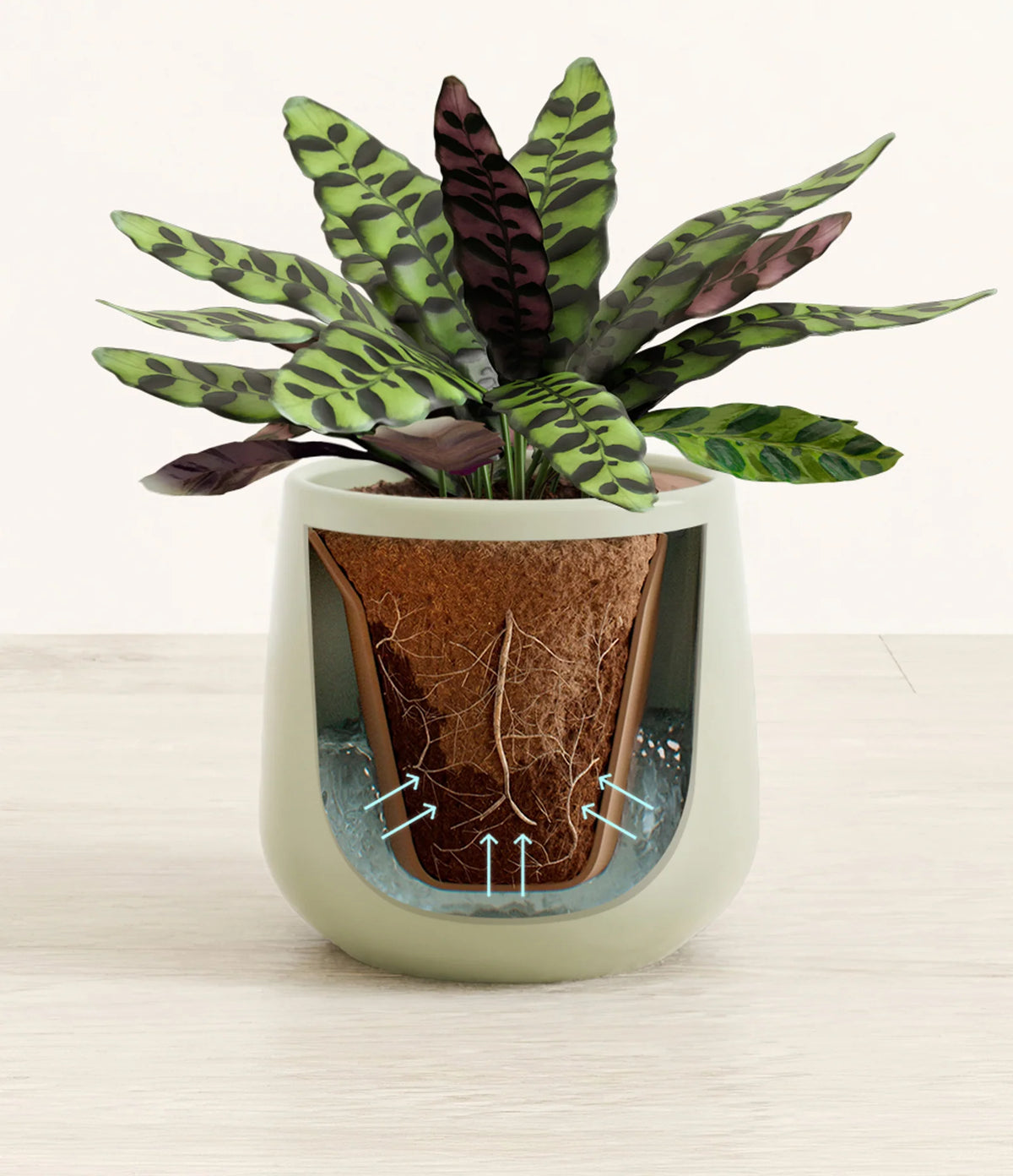 Rattlesnake Calathea Indoor Plant