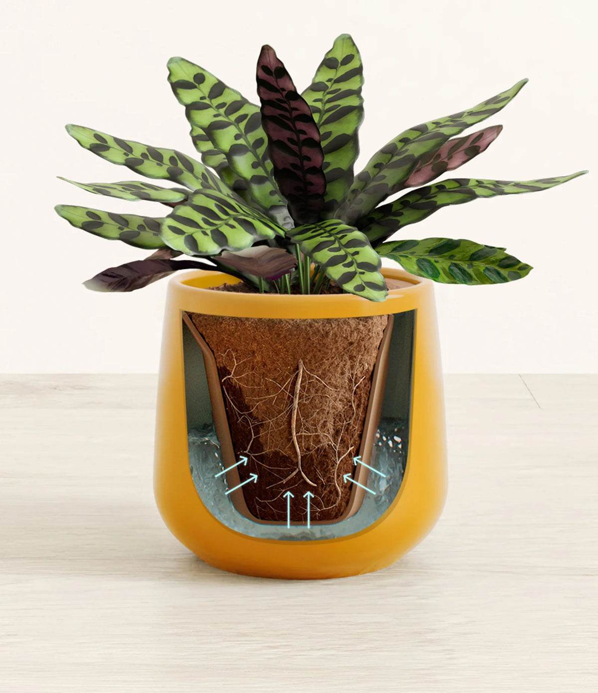 Rattlesnake Calathea Indoor Plant
