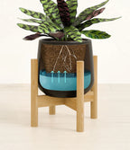 Rattlesnake Calathea Indoor Plant