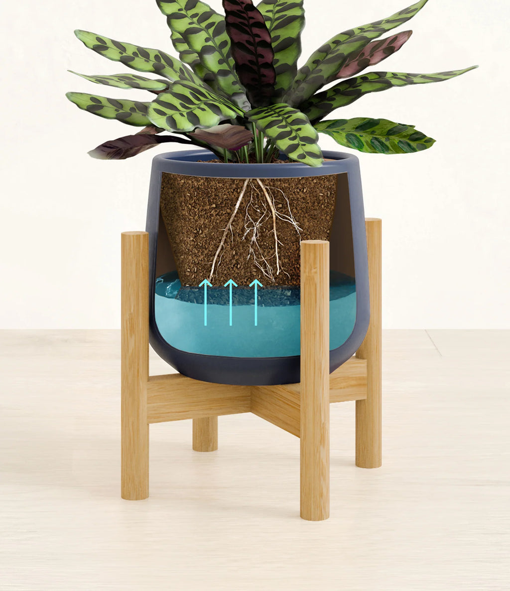 Rattlesnake Calathea Indoor Plant