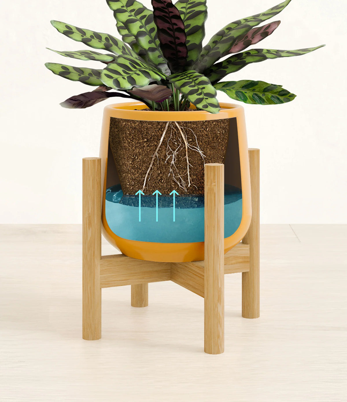 Rattlesnake Calathea Indoor Plant