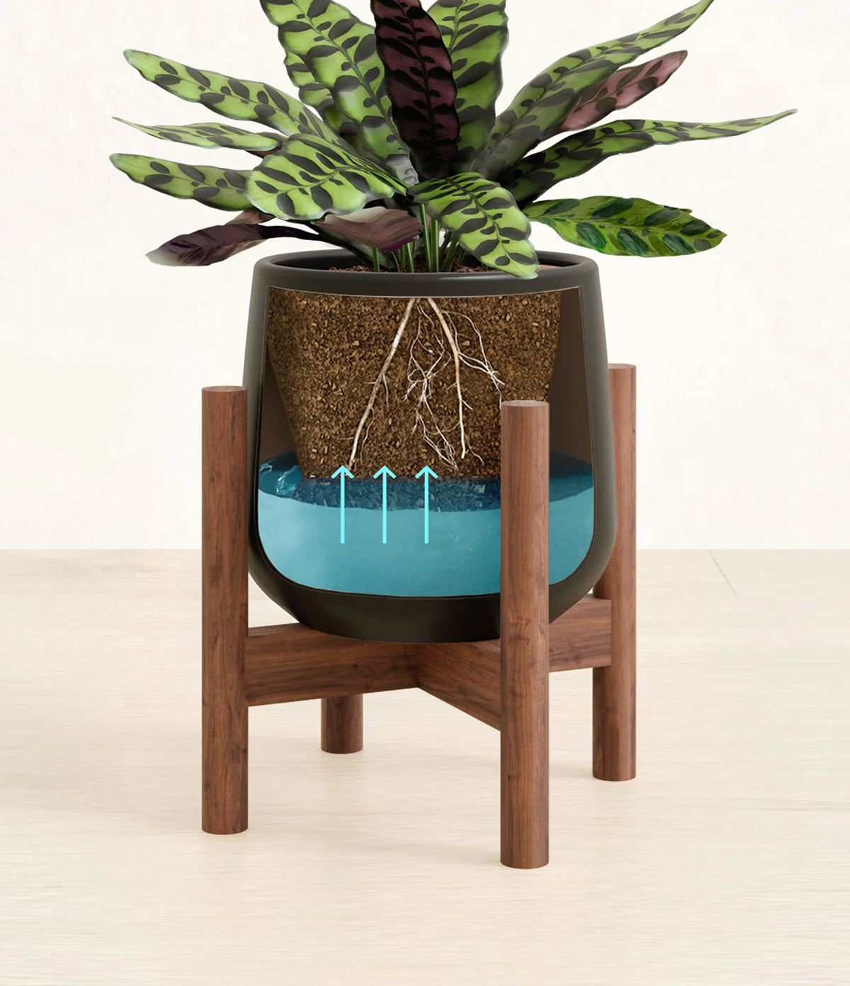 Rattlesnake Calathea Indoor Plant