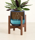 Rattlesnake Calathea Indoor Plant