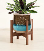 Rattlesnake Calathea Indoor Plant