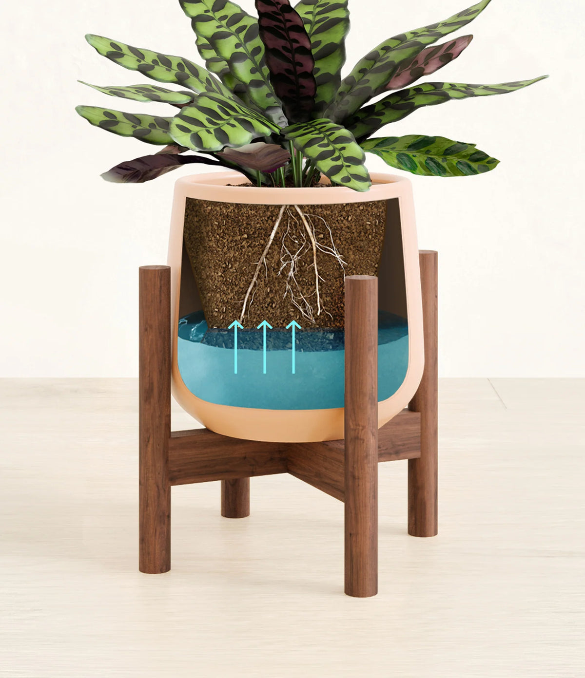 Rattlesnake Calathea Indoor Plant