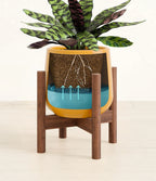 Rattlesnake Calathea Indoor Plant