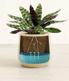 Rattlesnake Calathea Indoor Plant