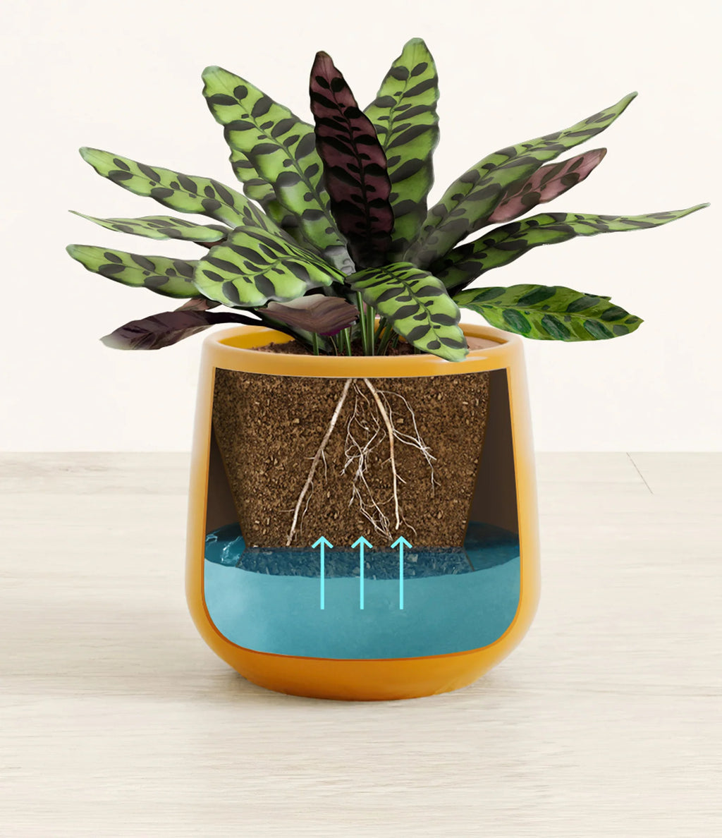 Rattlesnake Calathea Indoor Plant