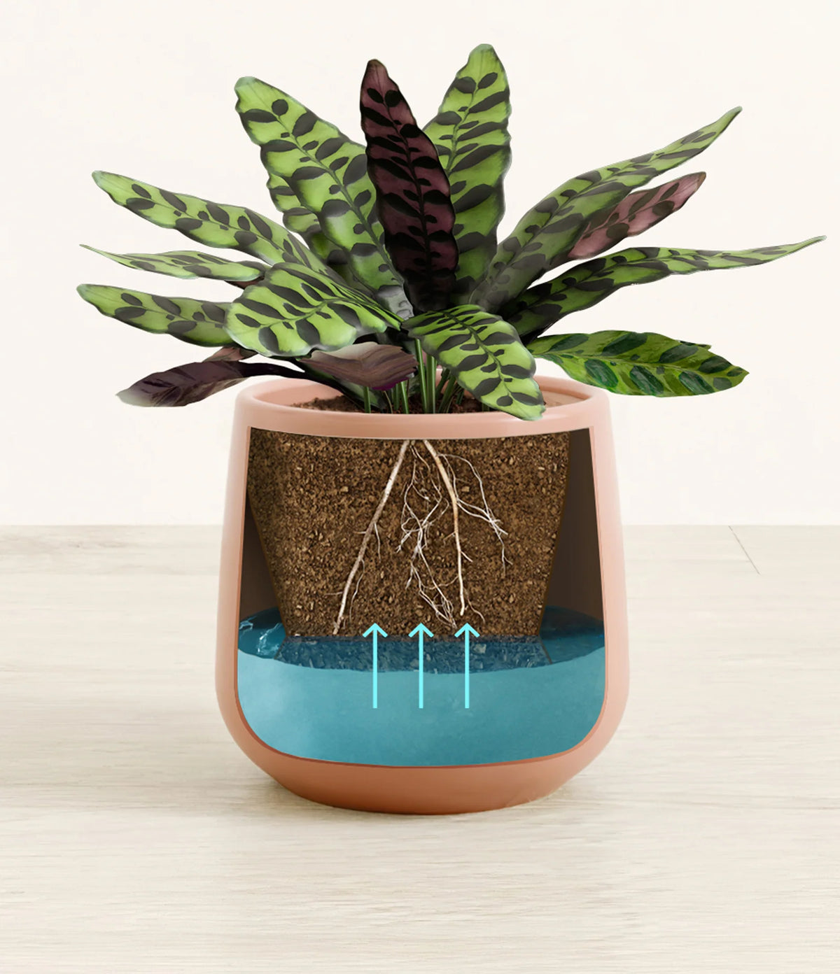 Rattlesnake Calathea Indoor Plant