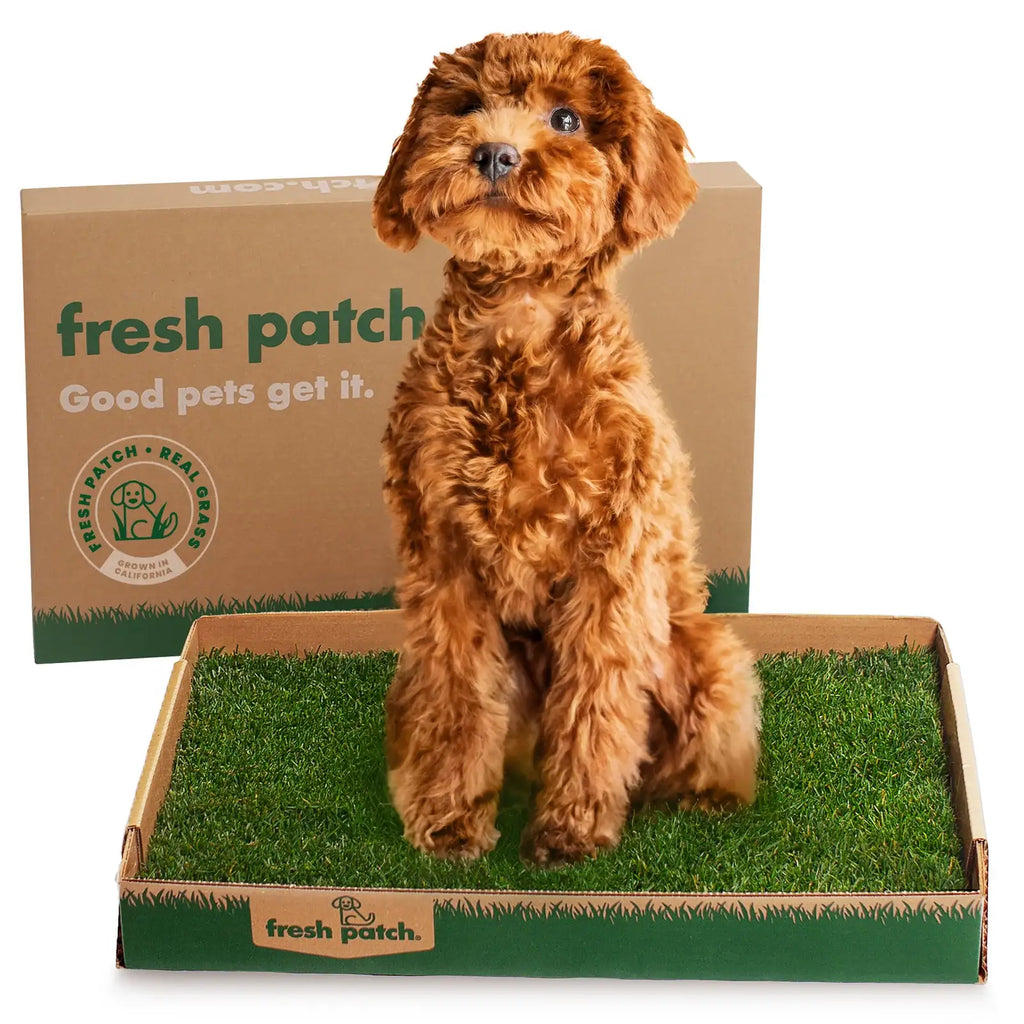 Real Grass Dog Potty Patch