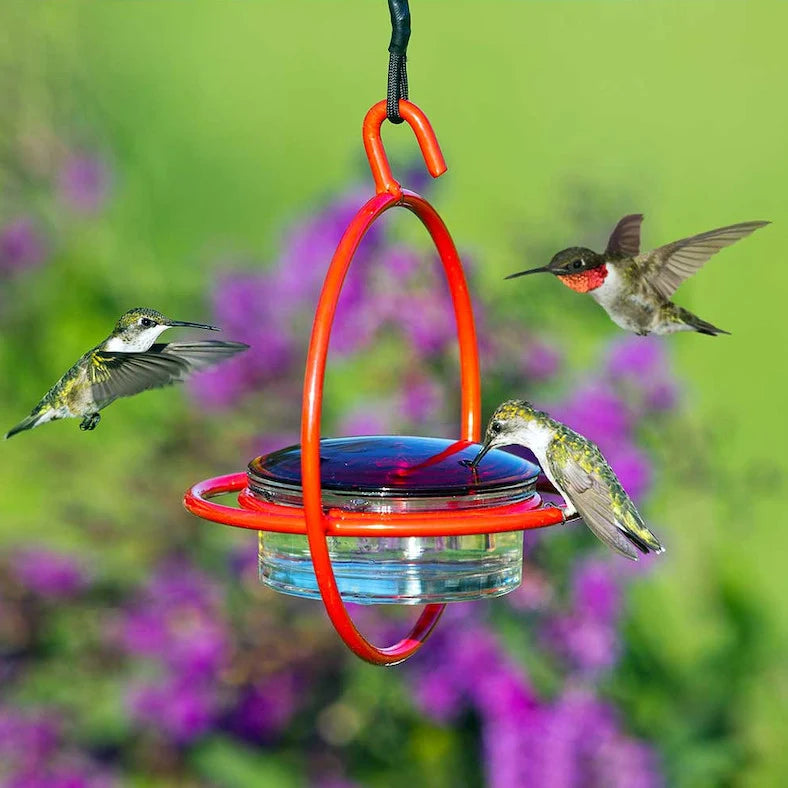 Red Glass Orb Hummingbird Feeder