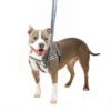 Reflective Black No-Pull Dog Harness with Velvet-Lined Chest Strap and Front and Back Leash Attachments