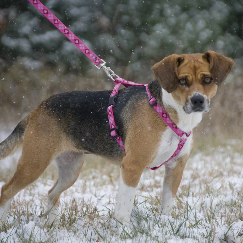 Roman Dog Harness