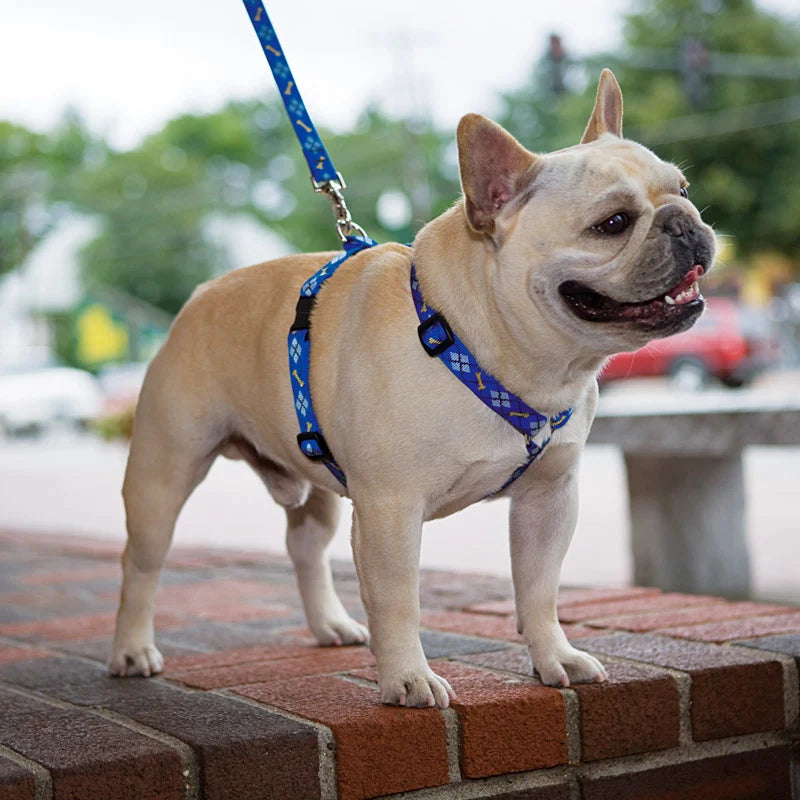 Roman Dog Harness